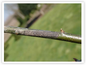 Oak Processionary Moth - Eggs