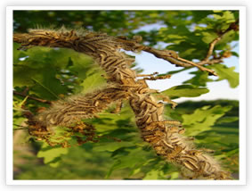 Oak Processionary Moth - Instar L3