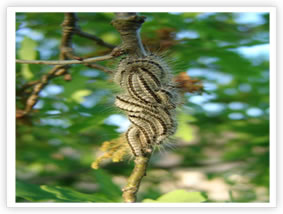 Oak Processionary Moth - Instar L4