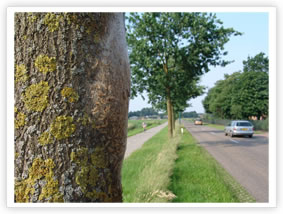 Oak Processionary Moth - Instar L4