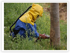 Oak Processionary Moth - Physical Removal